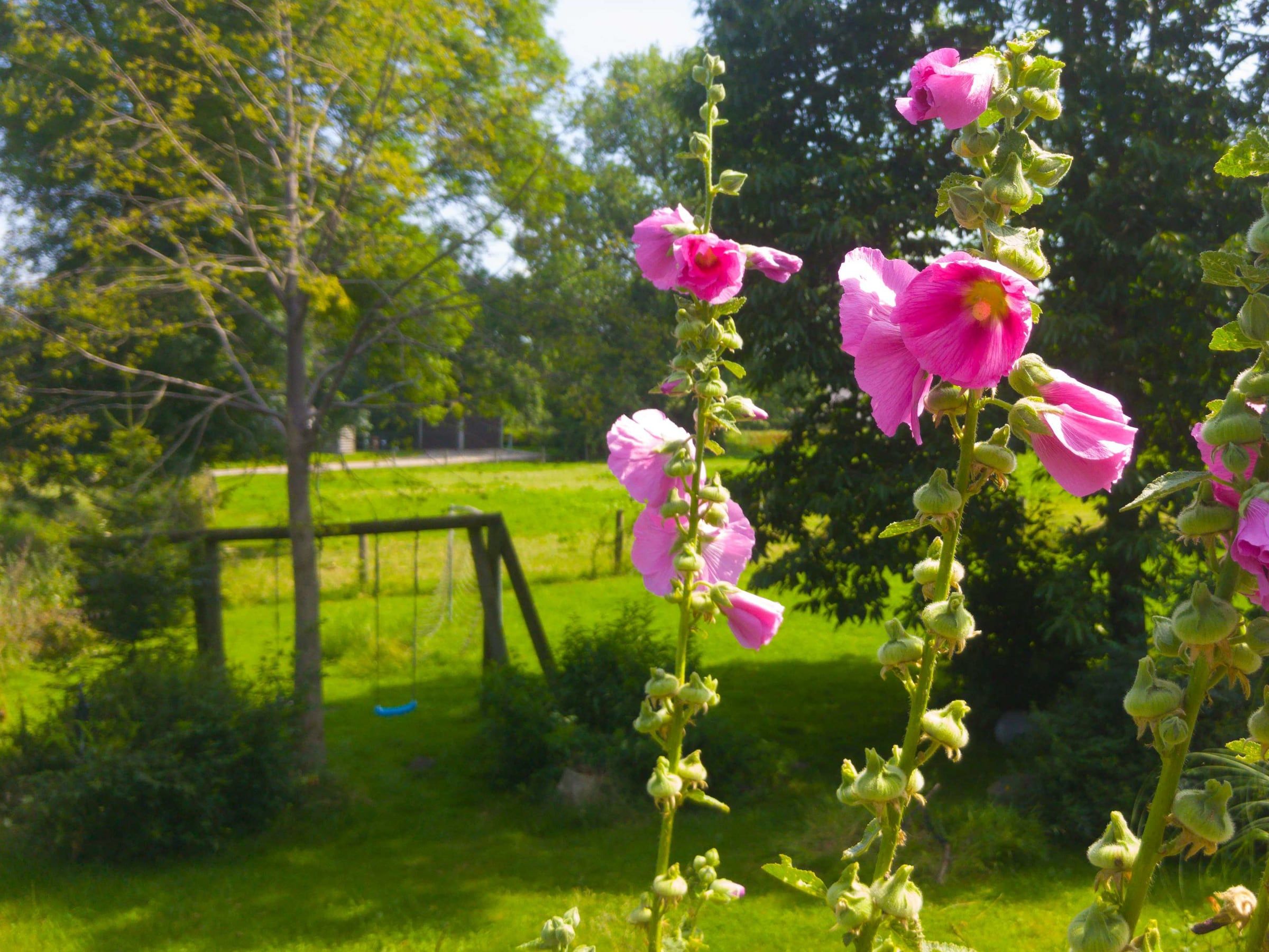 Roze stokrozen in de tuin, met de schommels erachter